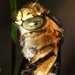 Amegilla sp. (genus) at Sheldon, QLD - suppressed