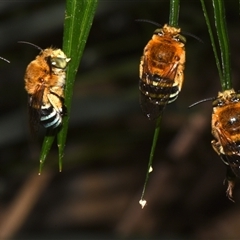 Amegilla sp. (genus) at Sheldon, QLD - suppressed