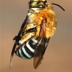 Amegilla sp. (genus) at Sheldon, QLD - suppressed