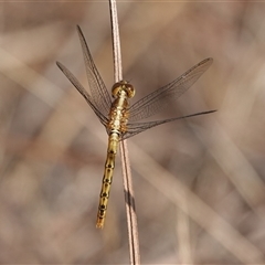 Diplacodes sp. (genus) (Percher) at Hall, ACT - 20 Nov 2024 by Anna123