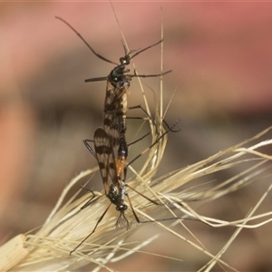 Gynoplistia (Gynoplistia) bella (A crane fly) at Gundary, NSW by AlisonMilton