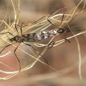 Gynoplistia (Gynoplistia) bella at Gundary, NSW - 17 Nov 2024