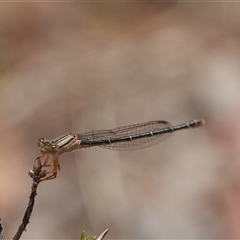 Xanthagrion erythroneurum (Red & Blue Damsel) at Hall, ACT - 20 Nov 2024 by Anna123