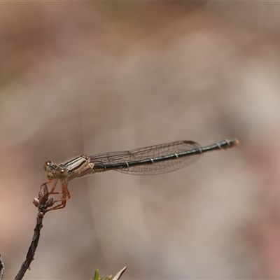 Xanthagrion erythroneurum (Red & Blue Damsel) at Hall, ACT - 20 Nov 2024 by Anna123