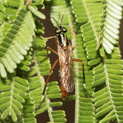 Unidentified Stiletto fly (Therevidae) at Hawker, ACT - 18 Nov 2024 by AlisonMilton