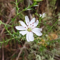 Stellaria pungens (Prickly Starwort) at Paddys River, ACT - 20 Nov 2024 by MB