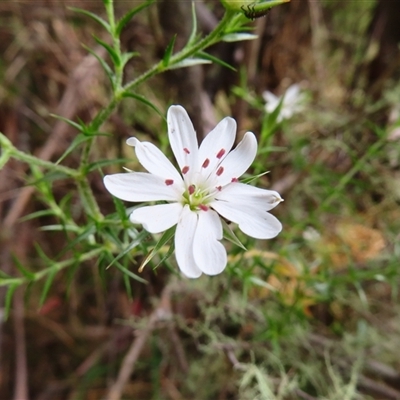 Stellaria pungens (Prickly Starwort) at Paddys River, ACT - 20 Nov 2024 by MB