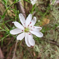 Stellaria pungens at Paddys River, ACT - 20 Nov 2024