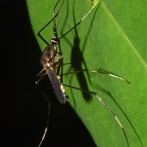 Unidentified Crane fly, midge, mosquito or gnat (several families) at Sheldon, QLD by PJH123