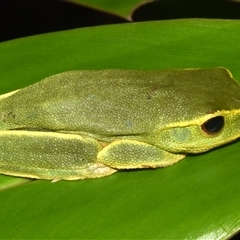 Unidentified Frog at Sheldon, QLD - 17 Nov 2024 by PJH123