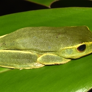 Unidentified Frog at Sheldon, QLD by PJH123