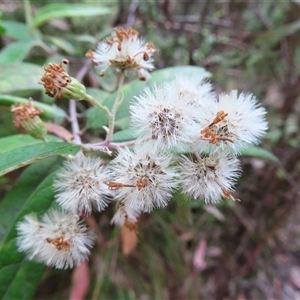 Olearia lirata at Paddys River, ACT - 20 Nov 2024