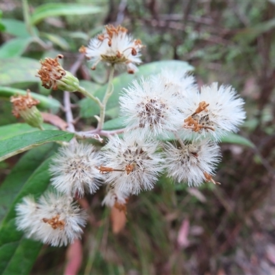 Olearia lirata (Snowy Daisybush) at Paddys River, ACT - 20 Nov 2024 by MB