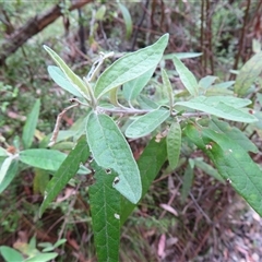 Olearia lirata at Paddys River, ACT - 20 Nov 2024