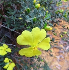 Hibbertia obtusifolia (Grey Guinea-flower) at Paddys River, ACT - 19 Nov 2024 by MB