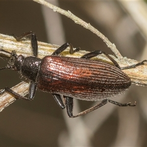 Homotrysis cisteloides (Darkling beetle) at Gundary, NSW by AlisonMilton