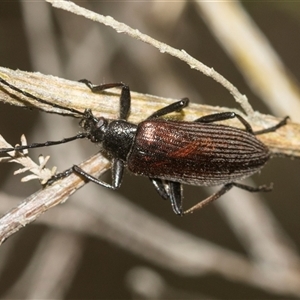 Homotrysis cisteloides at Gundary, NSW - 17 Nov 2024