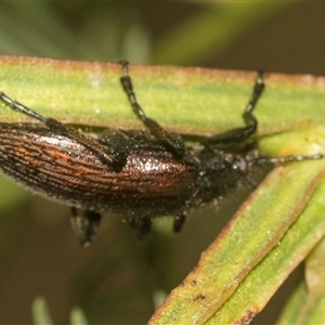 Homotrysis cisteloides at Gundary, NSW - 17 Nov 2024