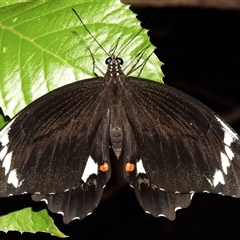 Papilio aegeus at Sheldon, QLD - 17 Nov 2024 by PJH123