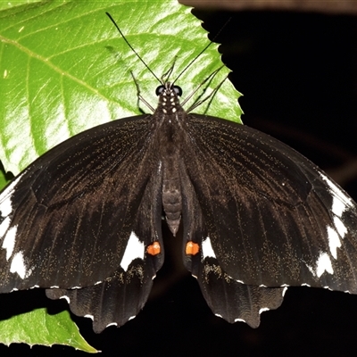 Papilio aegeus (Orchard Swallowtail, Large Citrus Butterfly) at Sheldon, QLD - 17 Nov 2024 by PJH123