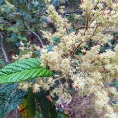 Pomaderris aspera (Hazel Pomaderris) at Paddys River, ACT - 19 Nov 2024 by MB