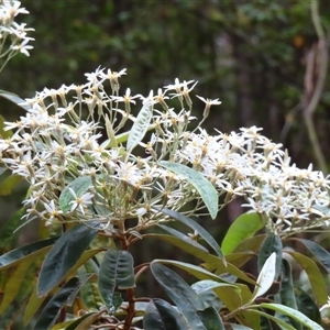 Olearia megalophylla at Paddys River, ACT - 20 Nov 2024