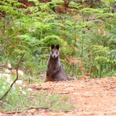 Wallabia bicolor (Swamp Wallaby) at Paddys River, ACT - 19 Nov 2024 by MB