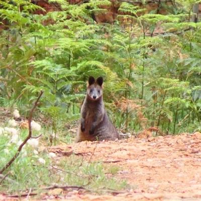 Wallabia bicolor (Swamp Wallaby) at Paddys River, ACT - 19 Nov 2024 by MB