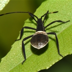 Unidentified True bug (Hemiptera, Heteroptera) at Sheldon, QLD - 15 Nov 2024 by PJH123