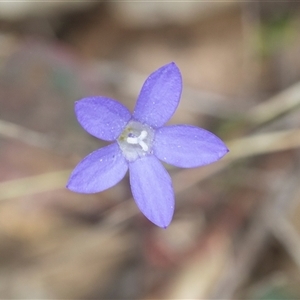 Wahlenbergia capillaris at Bungonia, NSW - 17 Nov 2024