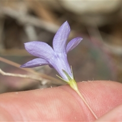 Wahlenbergia capillaris at Bungonia, NSW - 17 Nov 2024