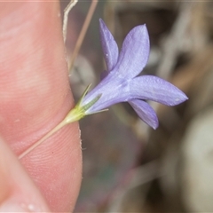 Wahlenbergia capillaris at Bungonia, NSW - 17 Nov 2024 11:42 AM