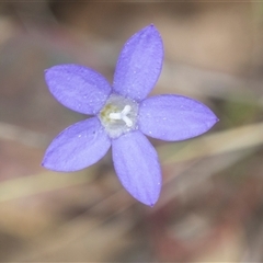 Wahlenbergia capillaris at Bungonia, NSW - 17 Nov 2024