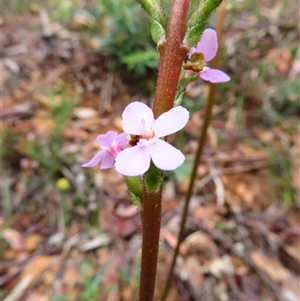 Stylidium armeria subsp. armeria at Paddys River, ACT - 20 Nov 2024