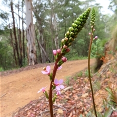 Stylidium armeria subsp. armeria at Paddys River, ACT - 20 Nov 2024