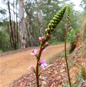 Stylidium armeria subsp. armeria at Paddys River, ACT - 20 Nov 2024