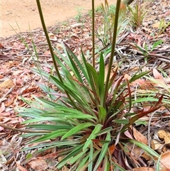 Stylidium armeria subsp. armeria at Paddys River, ACT - 20 Nov 2024 09:06 AM