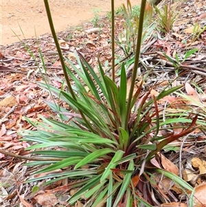 Stylidium armeria subsp. armeria at Paddys River, ACT - 20 Nov 2024