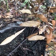 Unverified at suppressed - suppressed