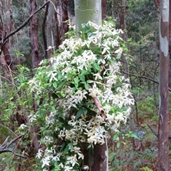 Clematis aristata (Mountain Clematis) at Kambah, ACT - 19 Nov 2024 by MB