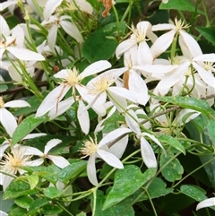 Clematis aristata at Kambah, ACT - 20 Nov 2024