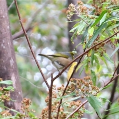 Zosterops lateralis (Silvereye) at Kambah, ACT - 20 Nov 2024 by MB