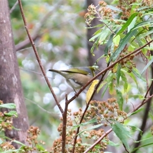 Zosterops lateralis (Silvereye) at Kambah, ACT by MB