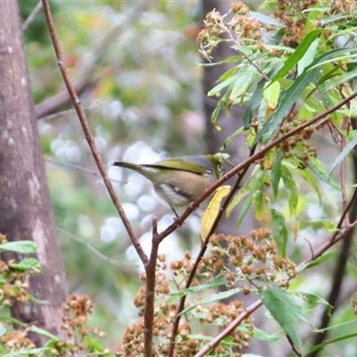 Zosterops lateralis (Silvereye) at Kambah, ACT - 19 Nov 2024 by MB