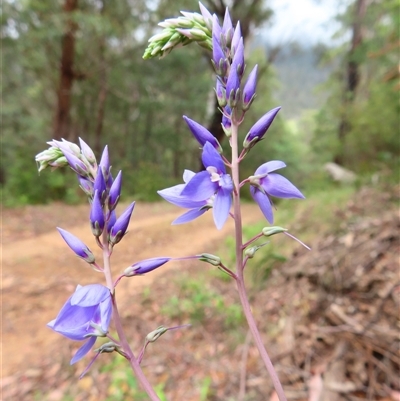 Veronica perfoliata (Digger's Speedwell) at Kambah, ACT - 20 Nov 2024 by MB