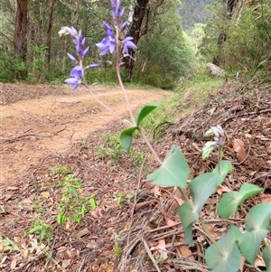 Veronica perfoliata at Kambah, ACT - 20 Nov 2024