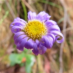 Brachyscome spathulata (Coarse Daisy, Spoon-leaved Daisy) at Kambah, ACT - 20 Nov 2024 by MB