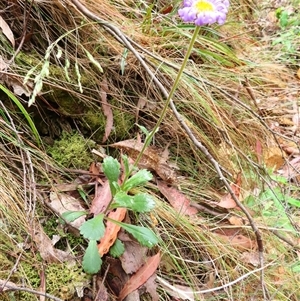 Brachyscome spathulata at Kambah, ACT - 20 Nov 2024