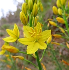 Bulbine glauca (Rock Lily) at Kambah, ACT - 19 Nov 2024 by MB