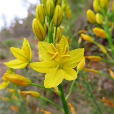 Bulbine glauca (Rock Lily) at Kambah, ACT - 20 Nov 2024 by MB